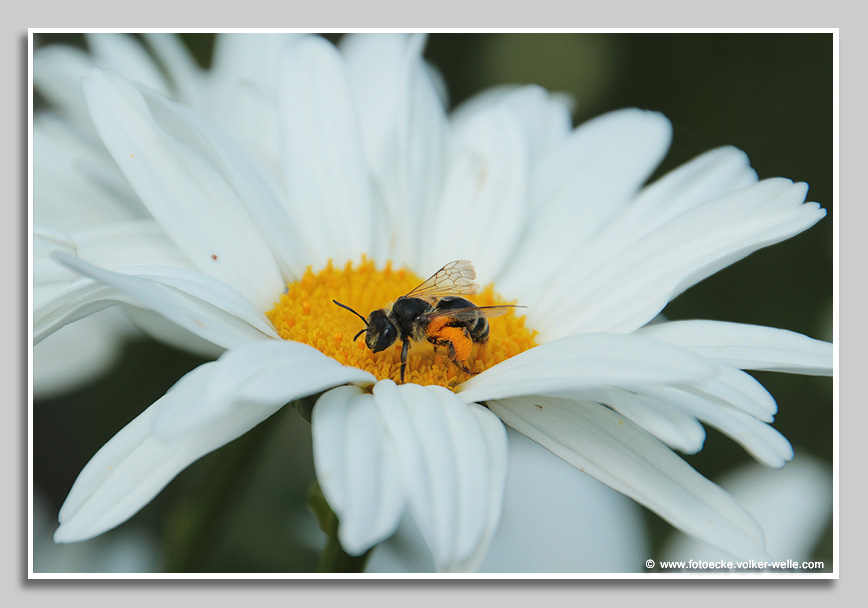 Margerite mit Biene