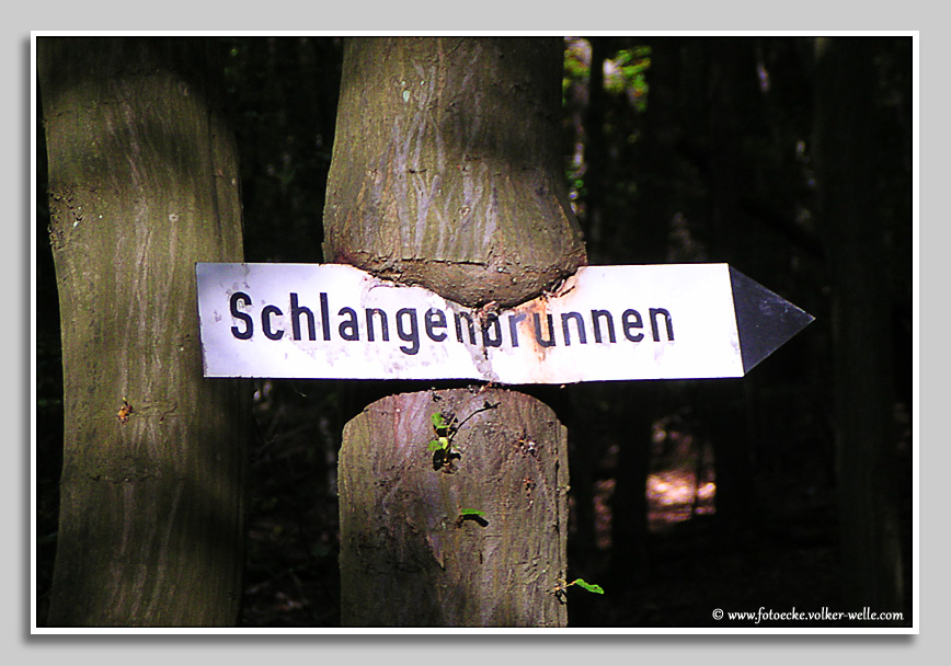 Wegweiser zum Schlangenbrunnen an "gefräßigem" Baum im Wald bei Olsbrücken.