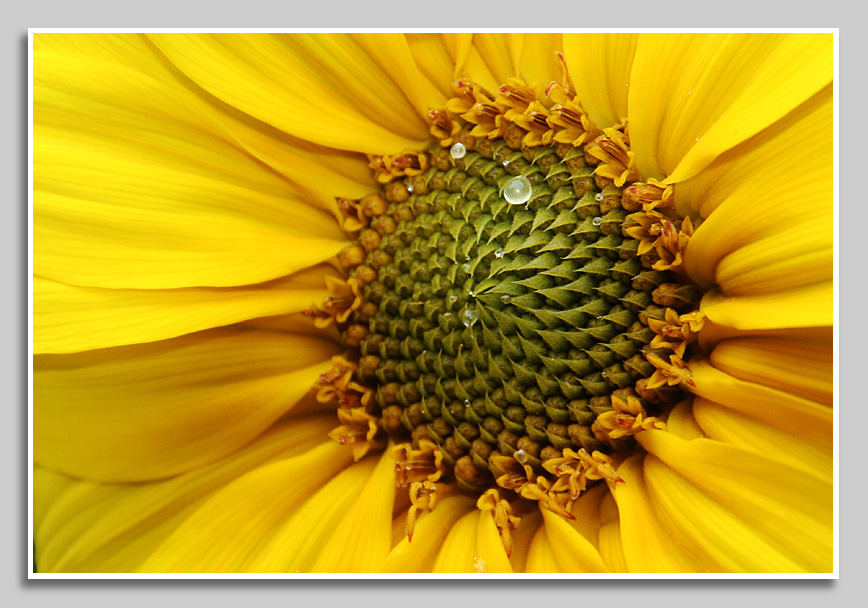 Sonnenblume mit Tautropfen