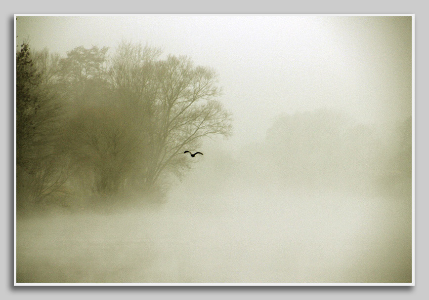 Mosel im Nebel - bei Wasserliesch 