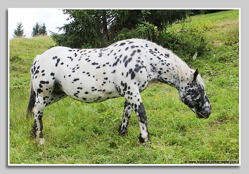 "Dalmatiner-Pferd" oder Appaloosa
