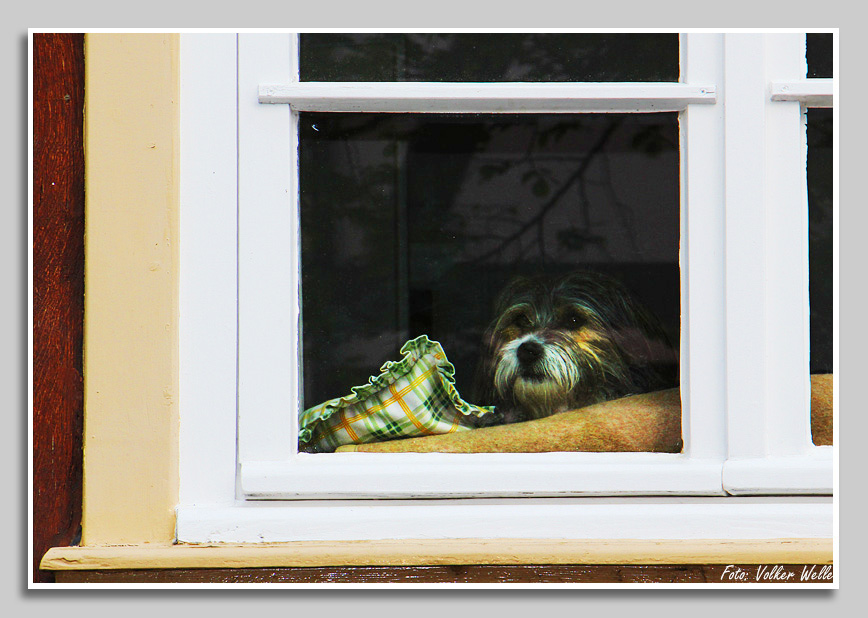 und hinter den Fensterscheiben - Hund schaut aus dem Fenster