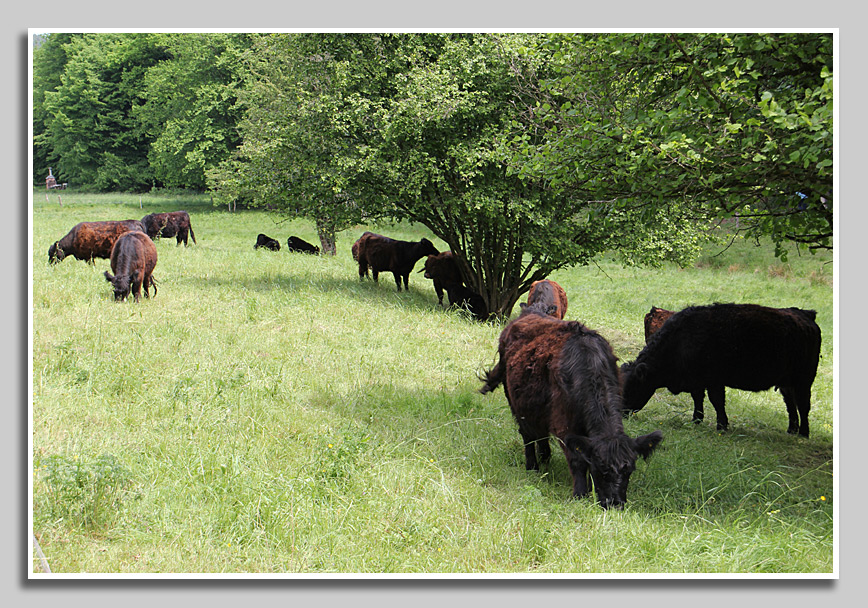 Grasende Galloway-Rinder im Queichtal bei Hauenstein